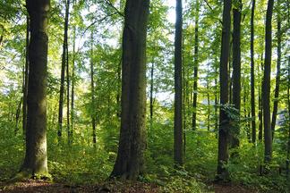 Ökologisch | Wald | Baum | Garantie